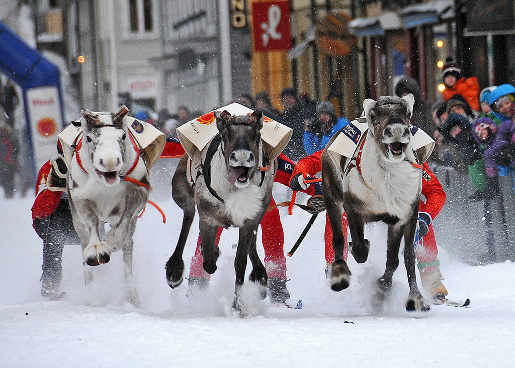 Reindeer Competition