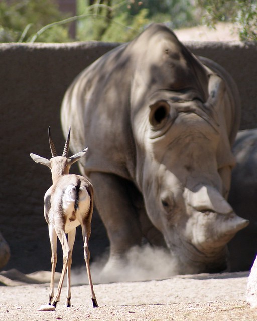 Southern White Rhino vs. Speke's Gazelle