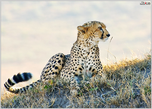 Cheetah (Acinonyx jubatus) - ചീറ്റപ്പുലി 2 by Shanz Photography (Back)