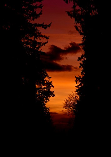 trees sunset cloud tree silhouette clouds raw sony 330 evergreen alpha a minolta50mmf17