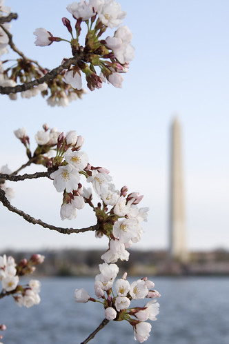 Cherry Blossoms - Mar. 2011 - Marsee Perkins - Flickr
