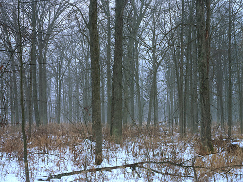 wisconsin ratriver pacemakerspeedgraphic lowlandhardwoodswampwisconsinusa woolensak135mmf47