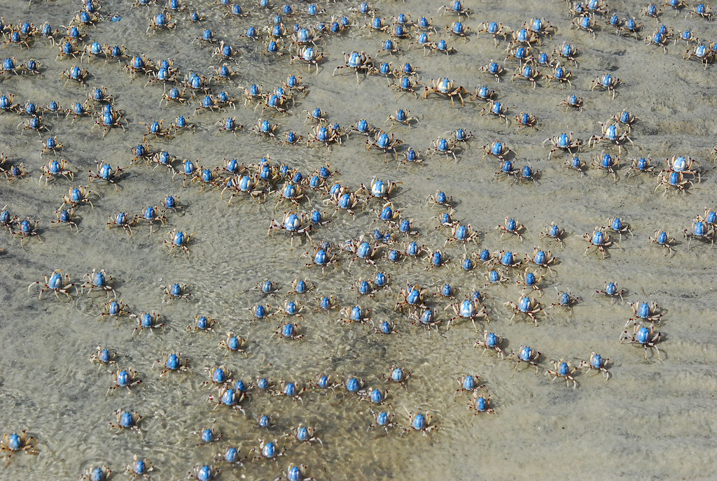 Soldier crab army