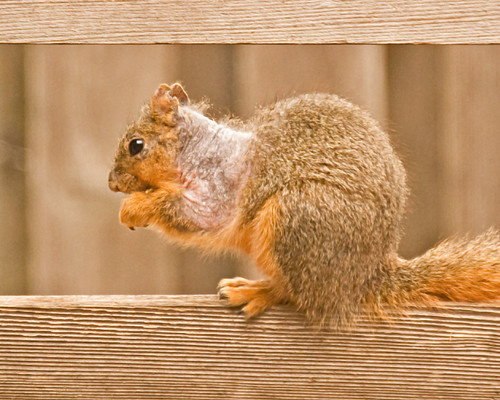 Squirrel losing hair. | by kl4530