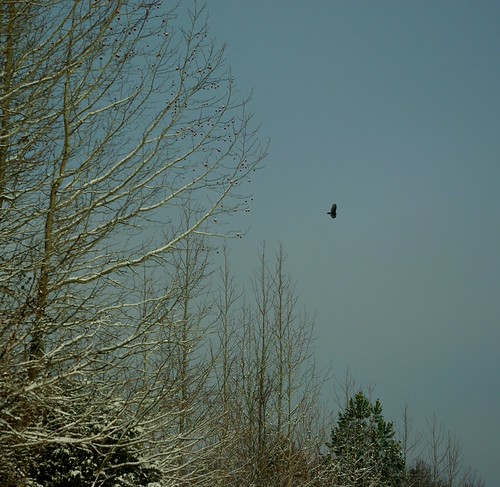 Winter Soaring by DGS Photography, Above the snowy landscape a lone buzzard soars through the morning sky seeking updrafts.   Not prett