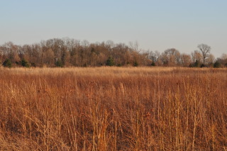 One of the many beautiful scenes at Supawna Meadows NWR
