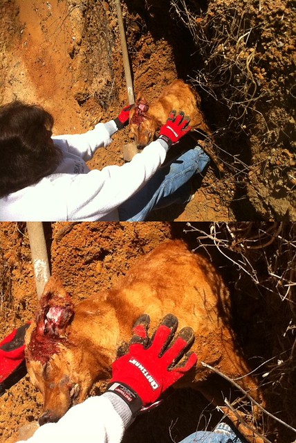 Dead dogs found in landfill today, 22 shelter dogs used for target practice...