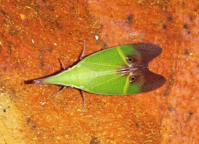 Odontoptera carrenoi (a)