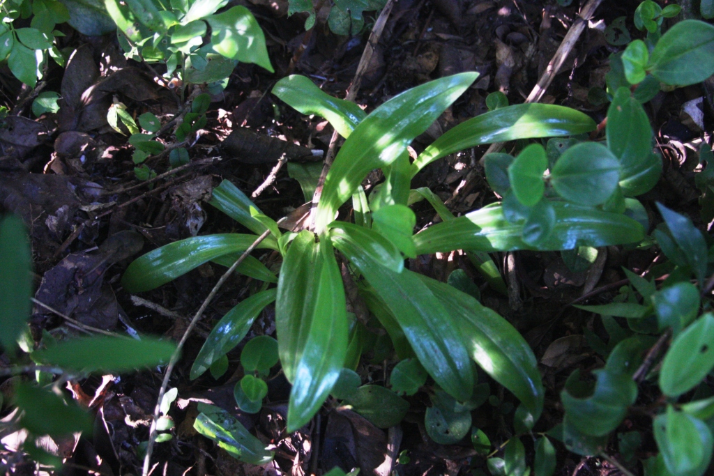 Habenaria pleiophylla no habitat - 3 | orquídea terrestre re… | Flickr