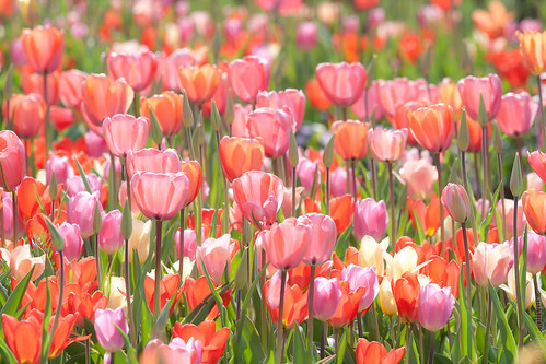 Tulips | Beautiful Holland tulips | Max Mayorov | Flickr