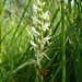 Flickr photo 'Ute ladies' tresses orchid at Gebhard 2009-7-29 1' by: JohnGiez-.