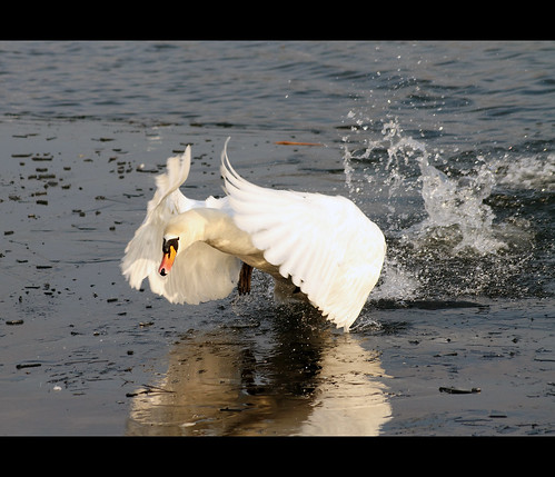 ireland bird nature flying swan wildlife cork flight munster muteswan cygnusolor carrigtwohill