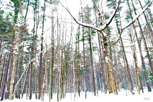 The Winter Branch by Majorlight