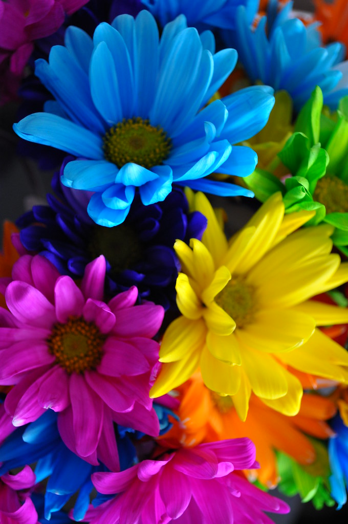 Colors Splash | Flowers the boyfriend got me. | LindsayKay6 | Flickr