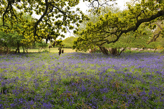 Bluebell meadow, Suffolk, UK