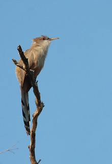 Great Lizard-cuckoo (Coccyzus merlini) | by JCdelascasas