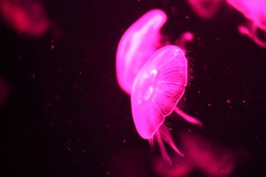 Jellyfish_3