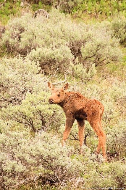 Moose Calf in Sagebrush