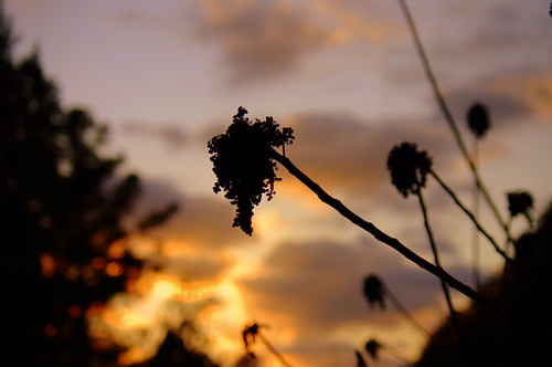 IMGP0106 by josh.Thompson, sunset bird nature bartramforest