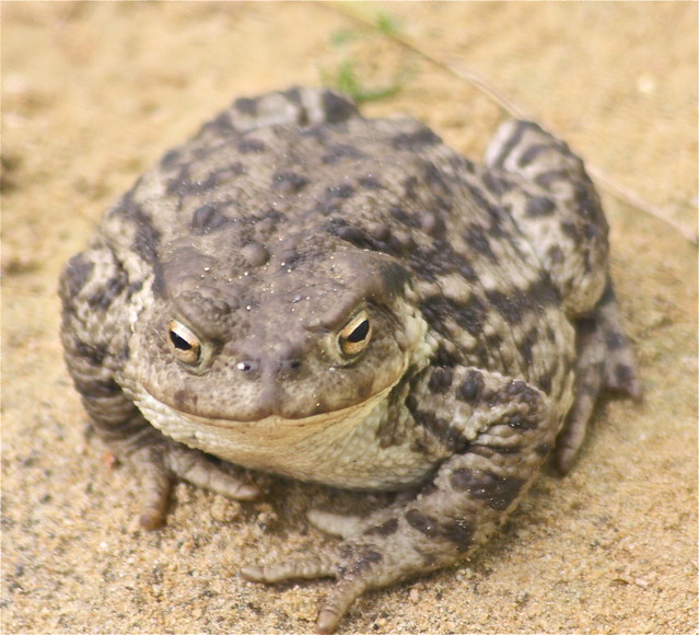 COMMON TOAD