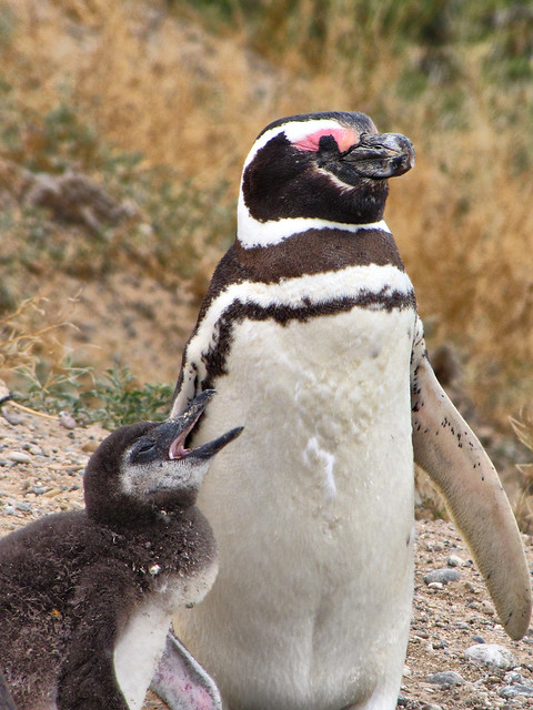 Mother and Baby-Magellanic Penguins-Patagonia-Argentina