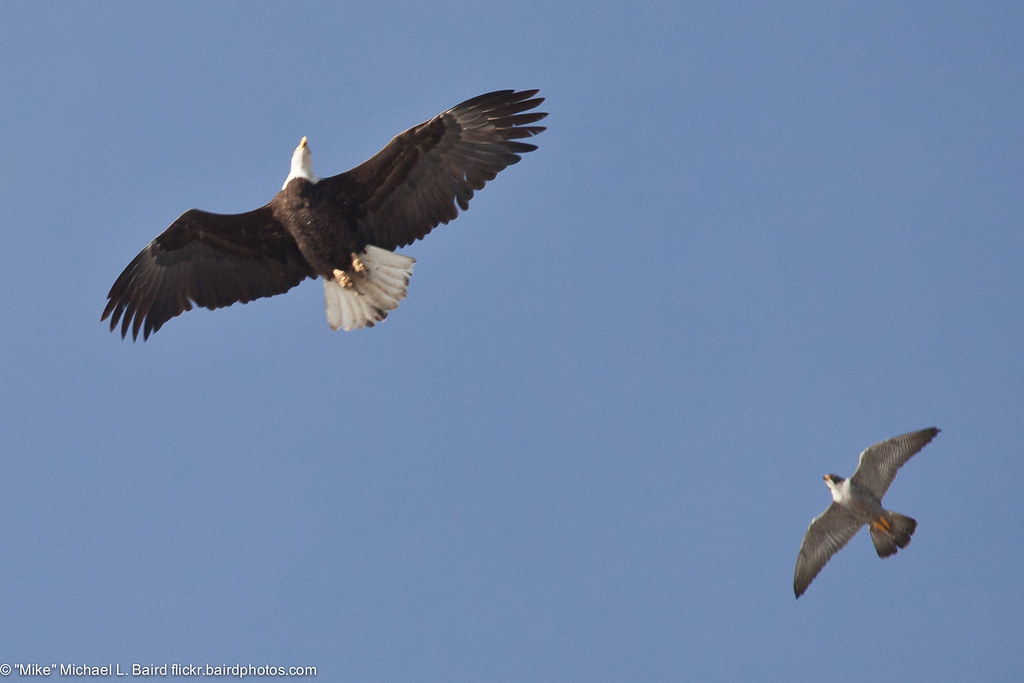 2 of 3 Peregrine Falcon (Falco peregrinus), defending its nest area, gives chase to a Bald Eagle (Haliaeetus leucocephalus)