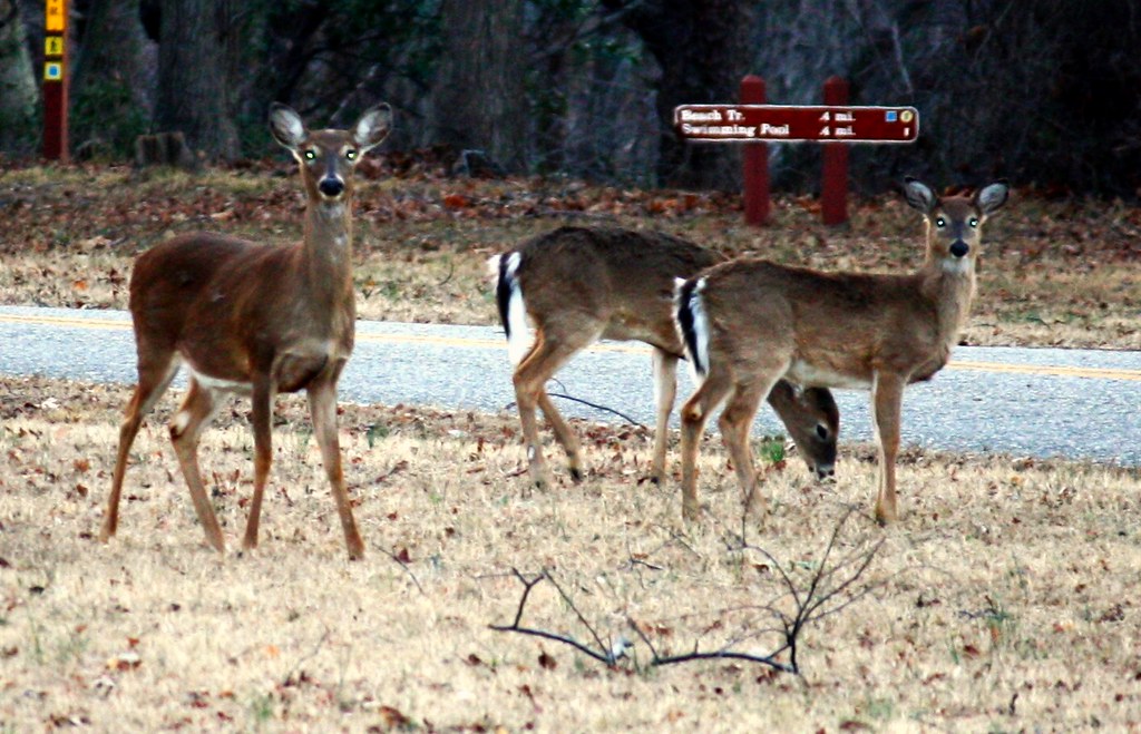 Deer Getting Ready WE Deer getting ready to hit the trails | Virginia State Parks | Flickr