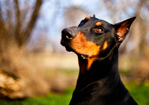 Top 20 Most Dangerous Dog Breeds to Humans in the World  Doberman Pinscher
