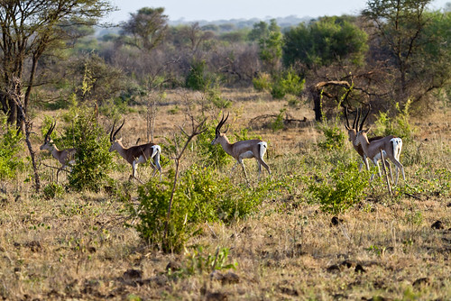 africa antelope gazellagranti geography grantsgazelle kenya merunationalpark animal bovid bovidae clovenhoofed mammals ruminantmammals