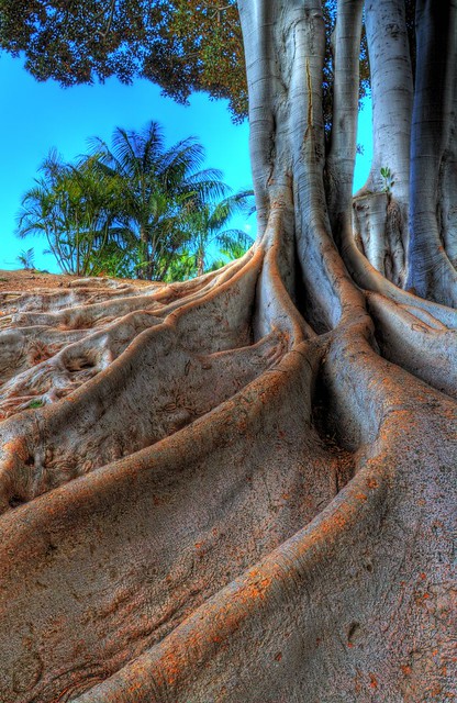 Balboa Park Tree Roots