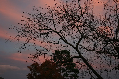 trees sky clouds sunrise