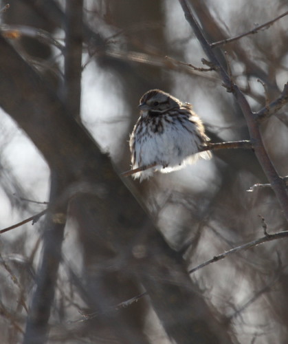 Fluff Ball | by Magnificat Photos