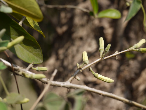 Ankul (Konkani: अंकुल) | Cornaceae (dogwood family) » Alangi… | Flickr