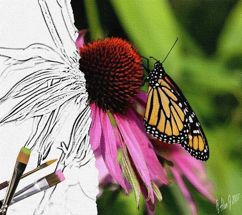 ny newyork photoshop canon butterfly upstate upstatenewyork saranaclake paulsmithscollege uppersaranaclake 40d 17x55mm mygearandme