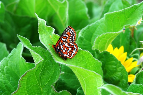 Taylor's checkerspot (Euphydryas editha taylori), a candidate for listing | by USFWS Endangered Species
