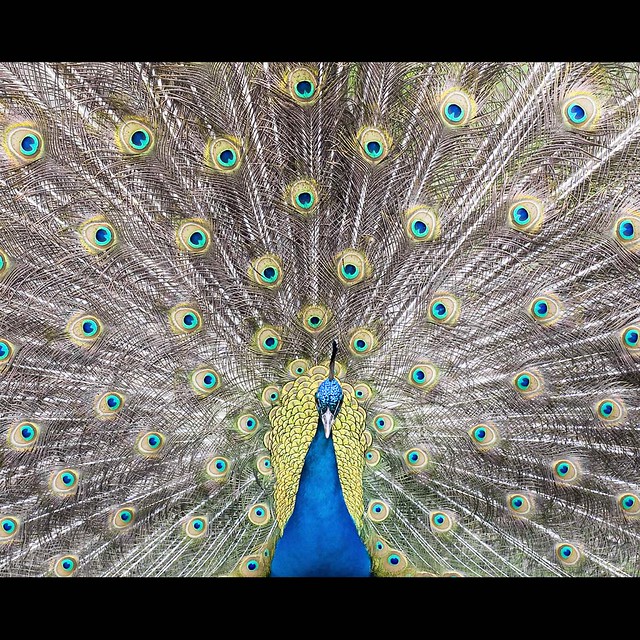 Paon / peacock