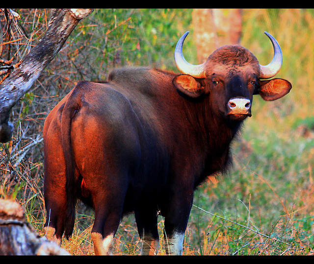 gaur indian bison