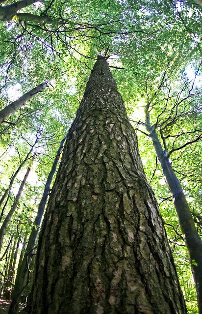 Pine Tree Trunk - Gisburn Forest.