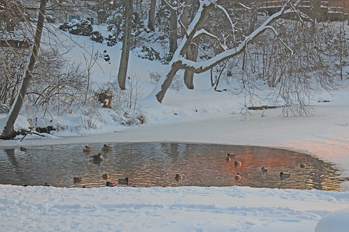 new york trees winter snow cold ice sunrise pond ducks