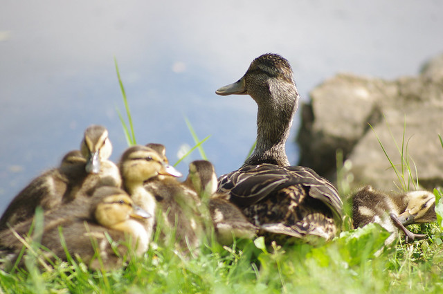 Famille de canards/ Duck family