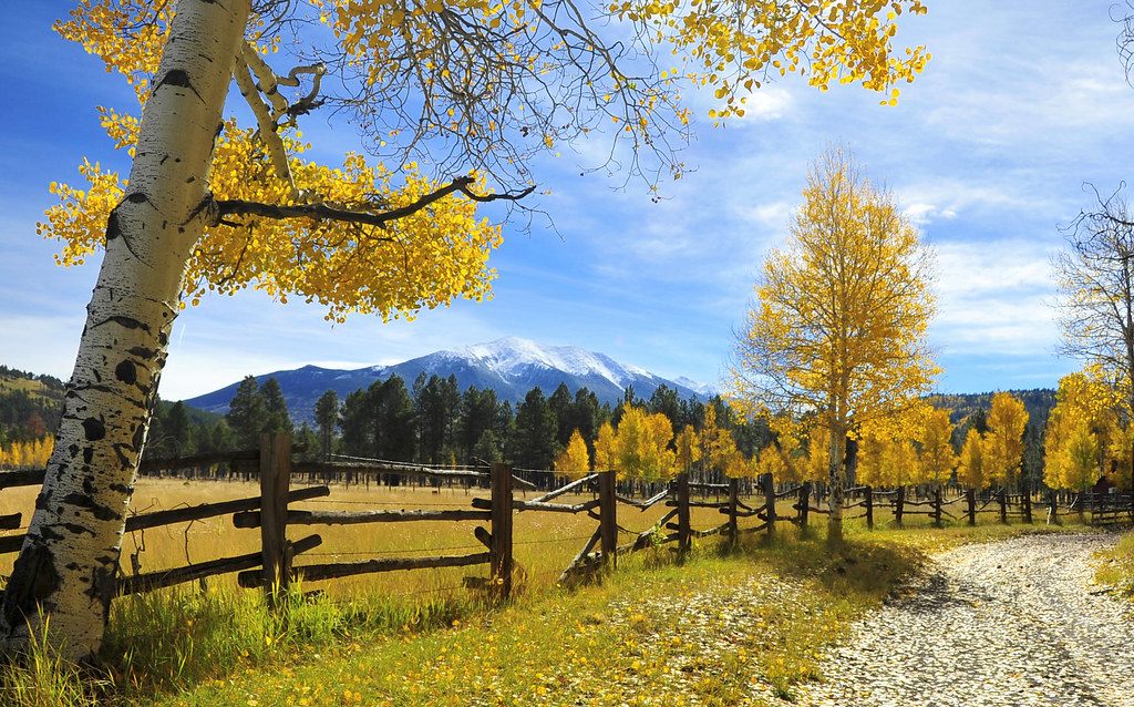 Fall scene, near Flagstaff, Az | photo_amateur2011 | Flickr