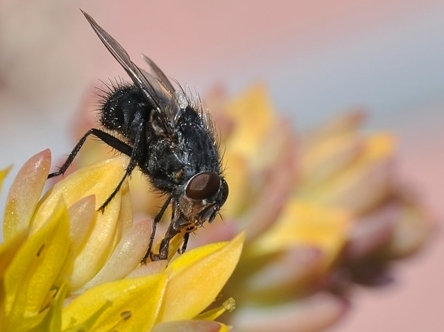 Fly on Yellow Flower