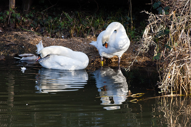 Swans preening
