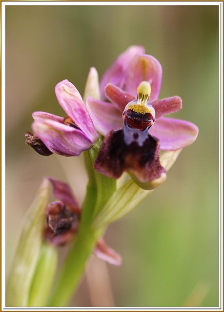 Wild orchid - Ophrys tenthrendinifera