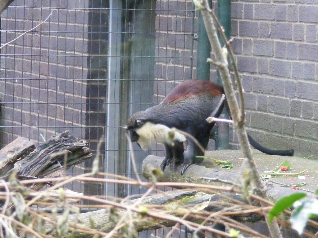 ZSL London Zoo Feb 16th 2011