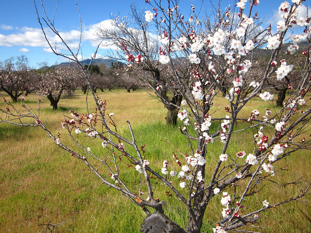 Orchard in Bloom