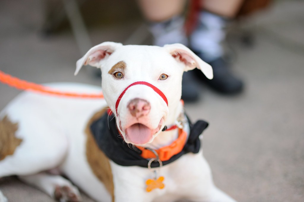 Sullivan, adoptable 7-month old male Hound & Pit Bull Terrier mix dog at Petfood Express San Jose, CA event 2015-06-06