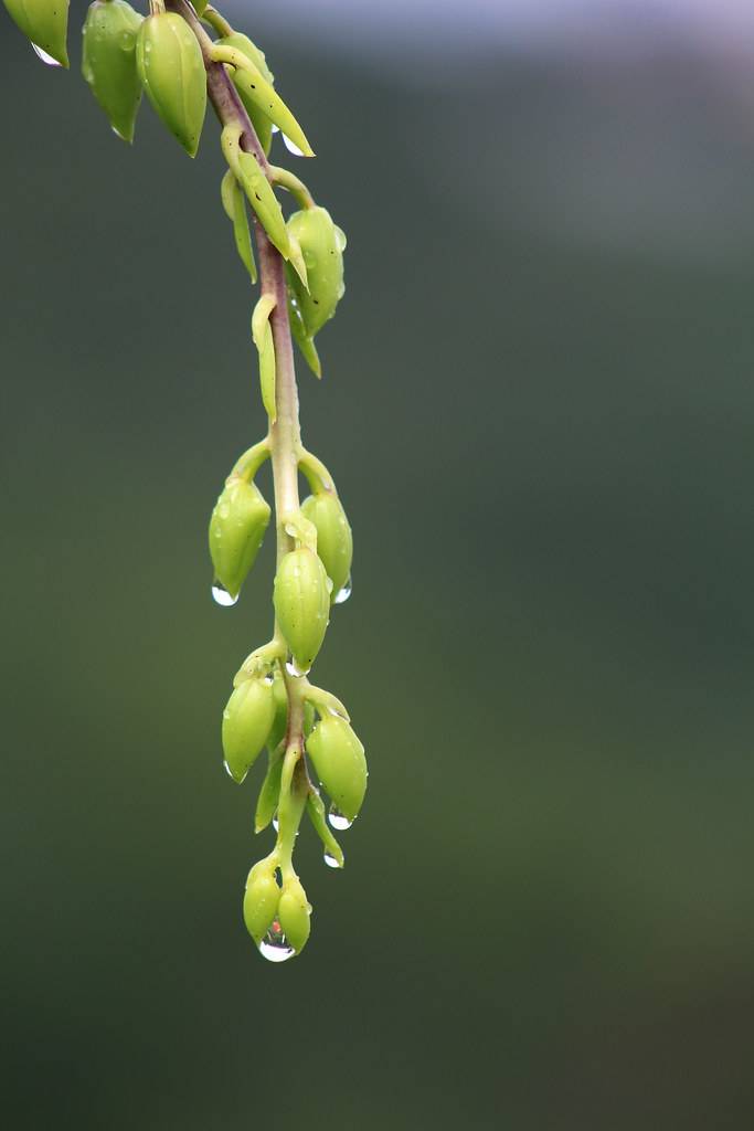 Botões da Orquídea Catasetum, nativa do Vale da Neblina-PB… | Flickr