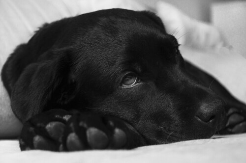 labrador-380800_1280 | by localpups