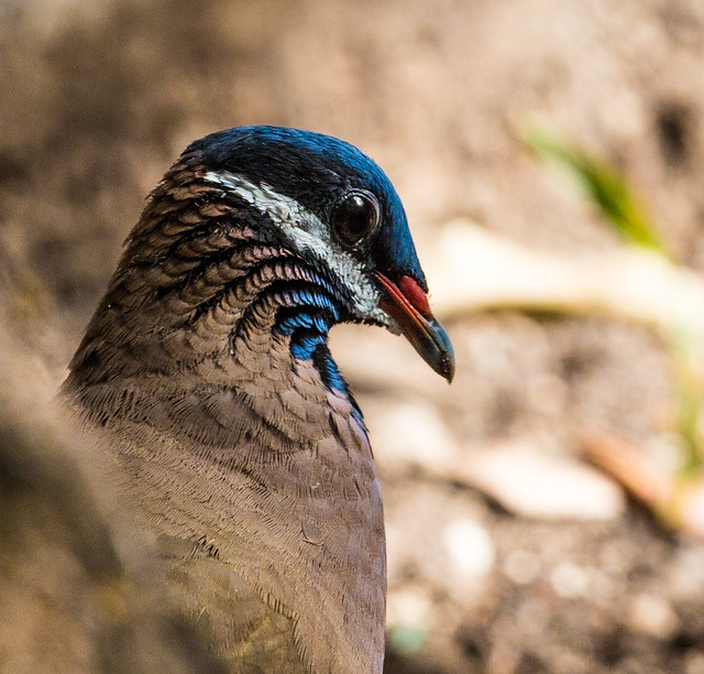 Blue-headed Quail-dove (Starnoenas cyanocephala)